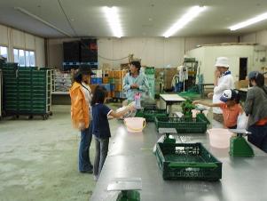 写真：野菜のパッケージング作業