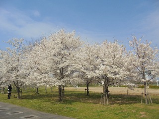 桜