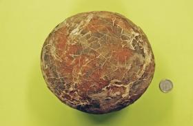 令和7年度芦屋市環境フェスタ 化石の展示