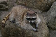 アライグマの写真