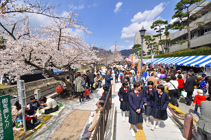 Ashiya Cherry Blossom Festival 芦屋さくらまつり