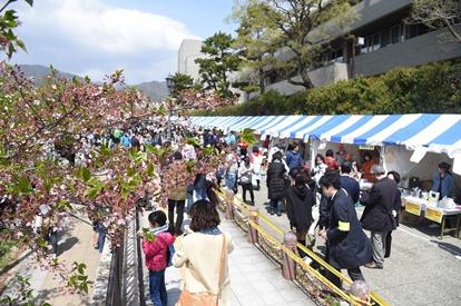 cherry_blossom_festival