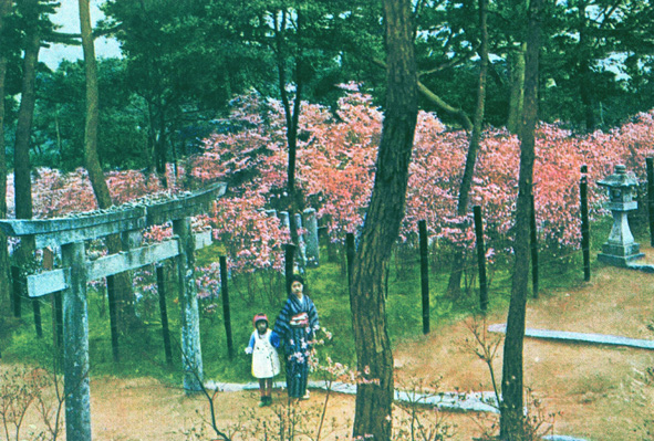 芦屋神社のツツジ（大正13年ごろ）