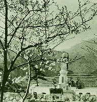 芦屋市霊園の桜（昭和30年ごろ）