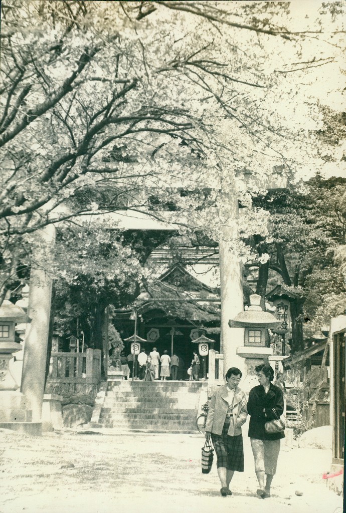 芦屋神社の桜（昭和35年ごろ）