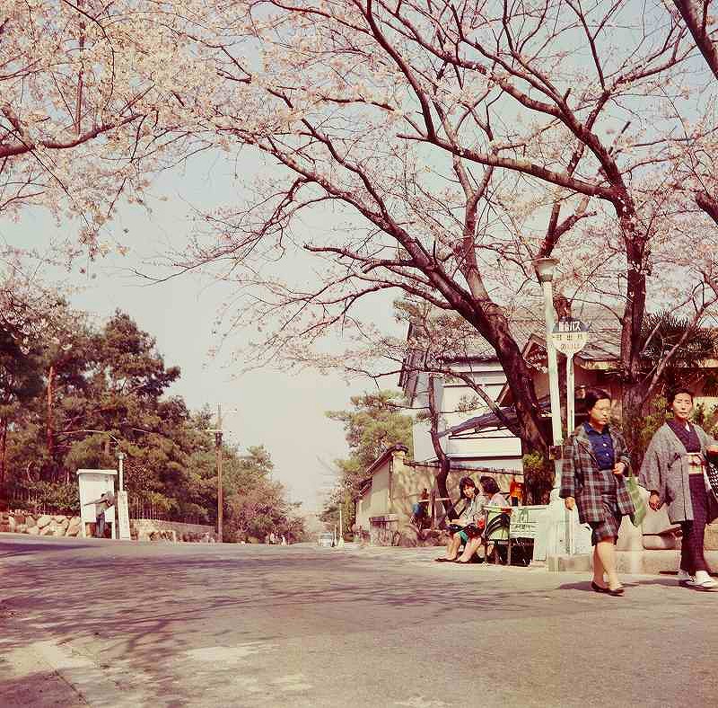 日の出橋付近の桜（昭和40年）