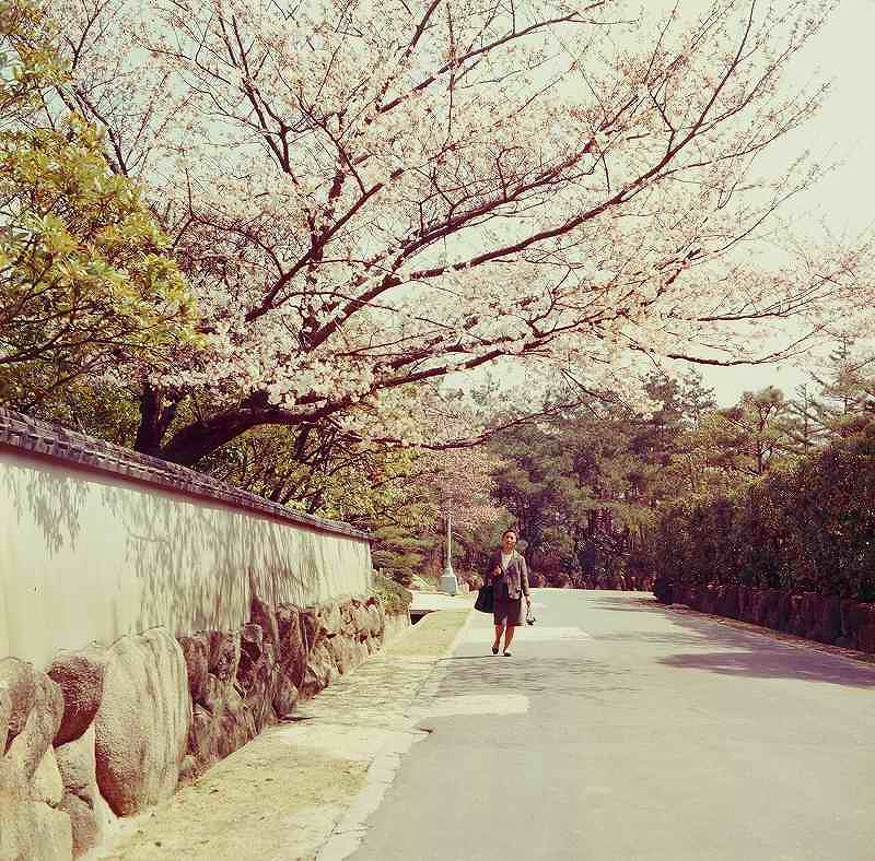 六麓荘の桜（昭和40年）