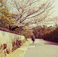 六麓荘の桜（昭和40年）