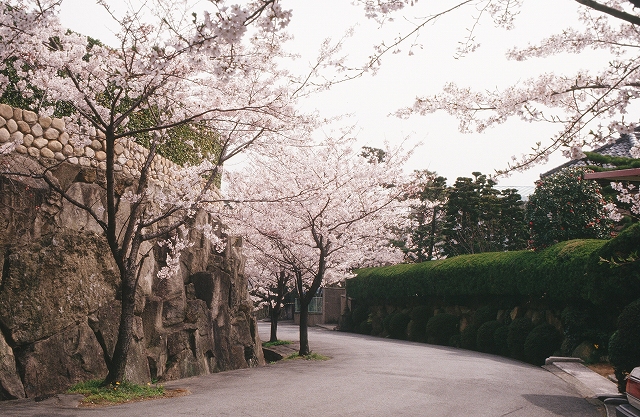 六麓荘町のサクラ（昭和58年）