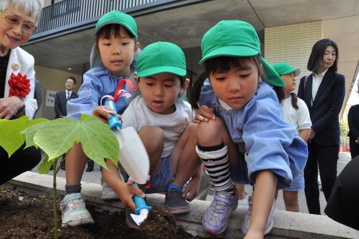 アオギリ植樹2