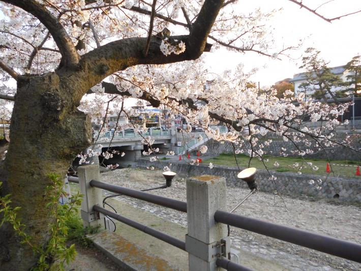 芦屋さくらまつり