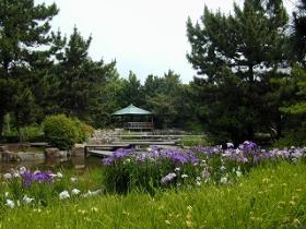 西浜公園（菖蒲）