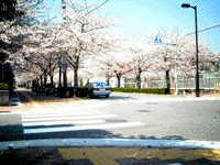 体育館南東角の横断歩道の写真