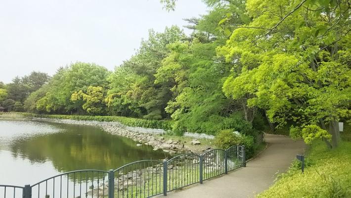 新緑の仲ノ池緑地公園