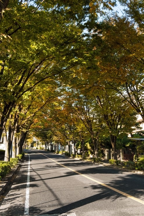 美しい街路樹