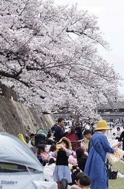 芦屋川さくらまつり