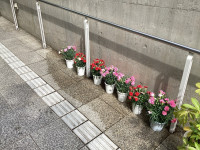 花壇2